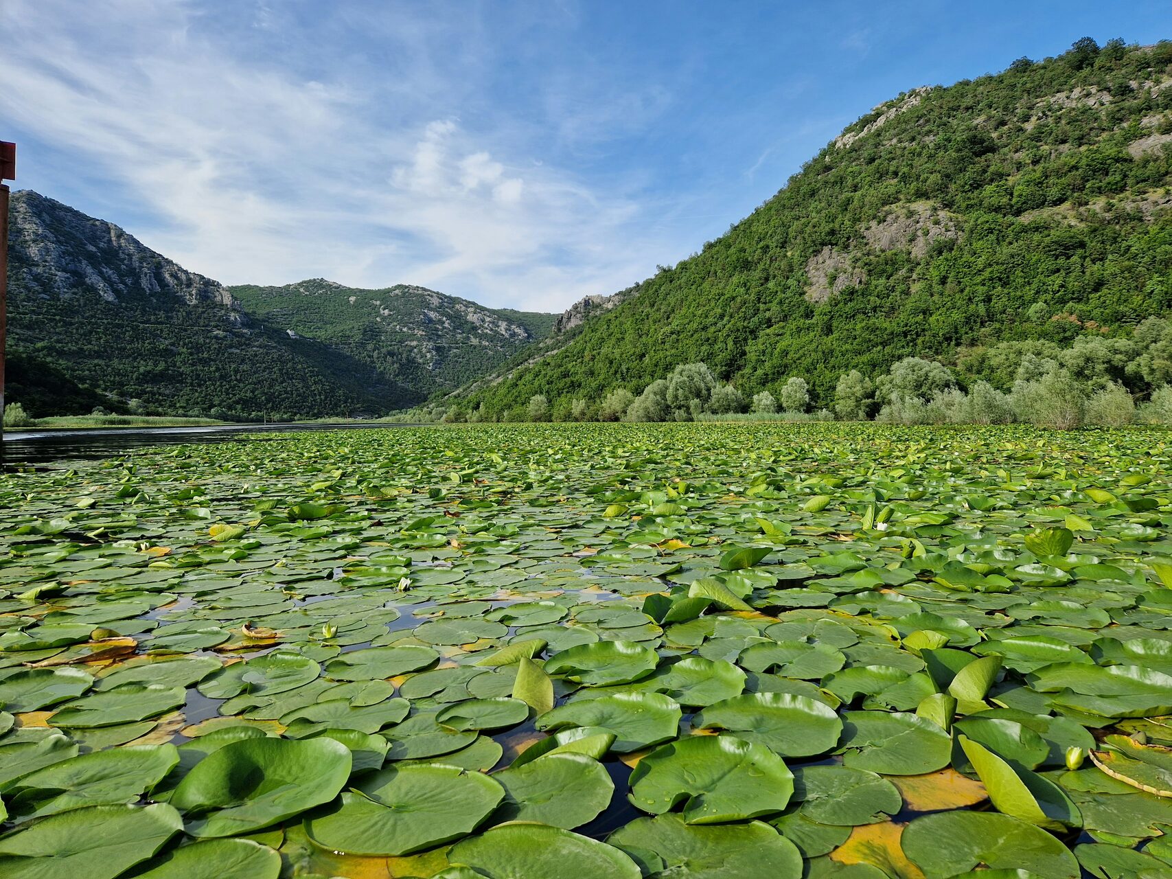 Skadar Lake